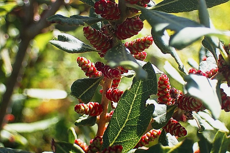 Myrica humilis, photographed by Di Turner