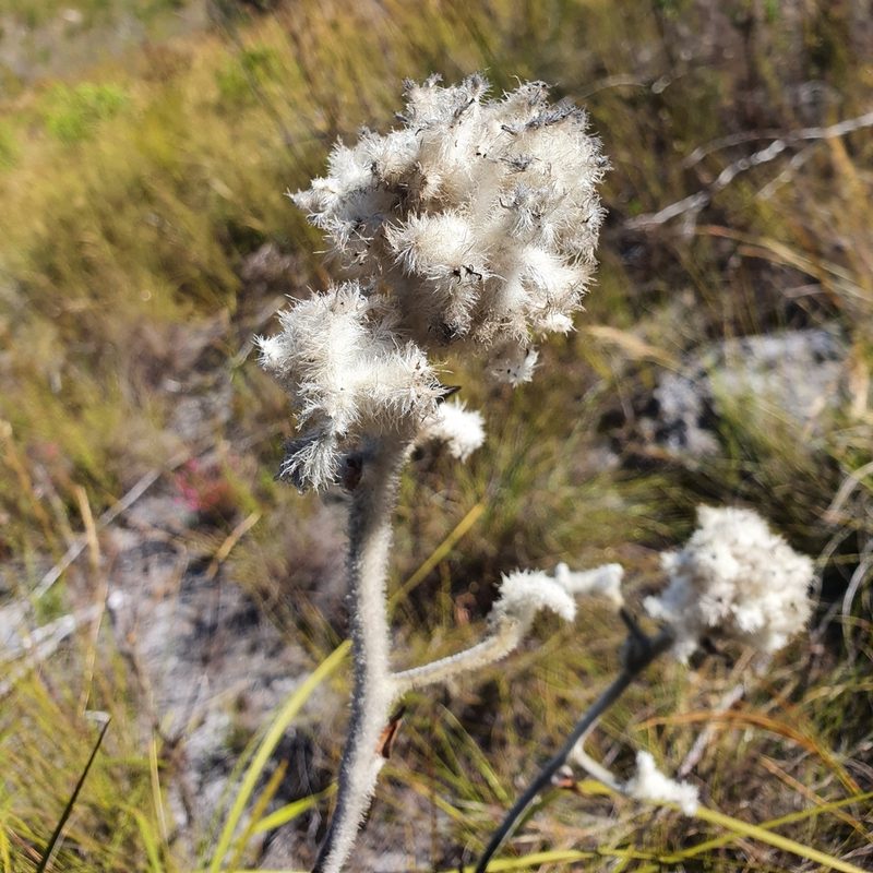 Lanaria lanata, photographed by Corli du Toit Smith