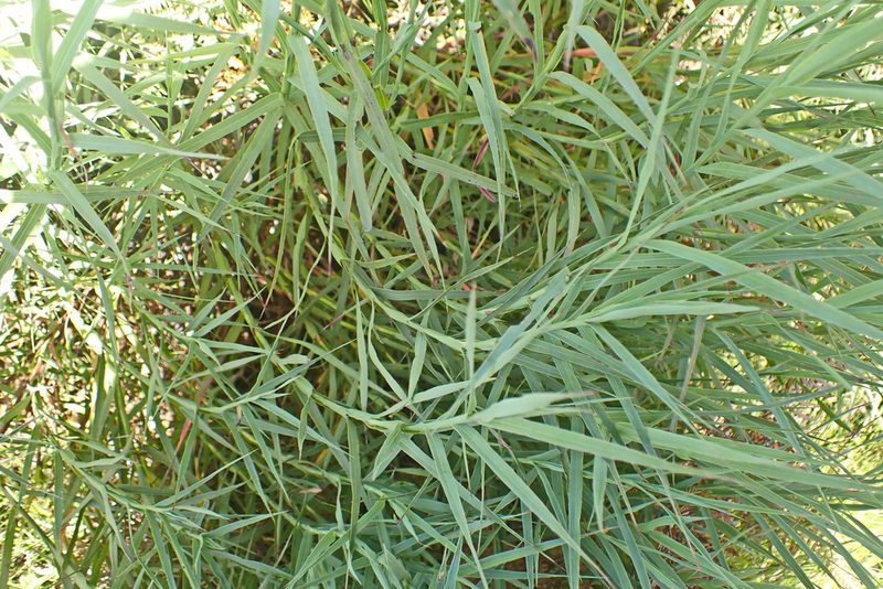 Cliffortia graminea, photographed by Di Turner