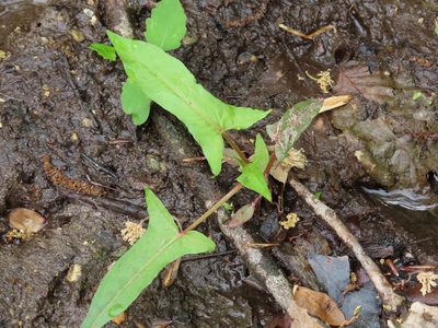 Persicaria arifolia, photographed by Bruce Slater