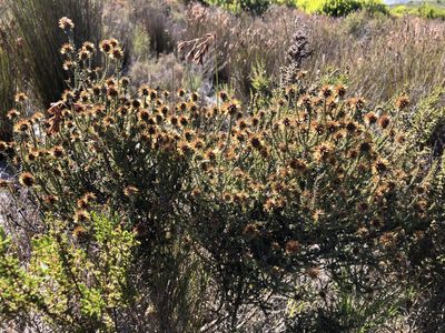Stoebe cinerea, photographed by Caroline Voget