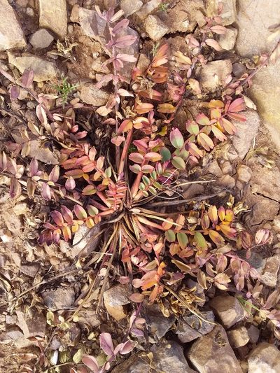 Hypseocharis bilobata, photographed by Humber Alberto