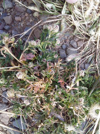 Lepidium meyenii, photographed by Humber Alberto