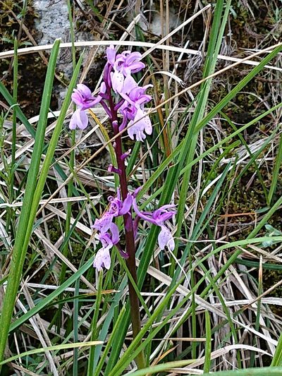 Orchis olbiensis, photographed by Niels Raes