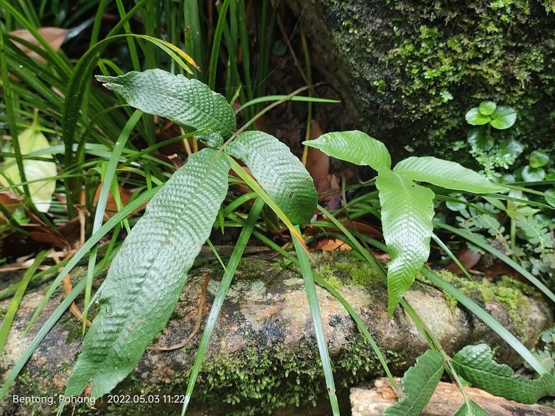 Grypothrix triphylla, photographed by Ong Jyh Seng