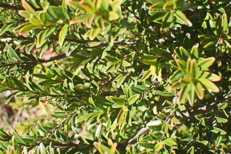Diospyros glabra, photographed by Di Turner
