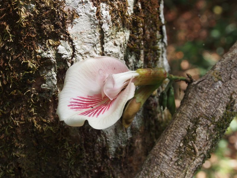 Clitoria javitensis, photographed by Lena Struwe
