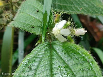 Miconia crenata, photographed by Ong Jyh Seng