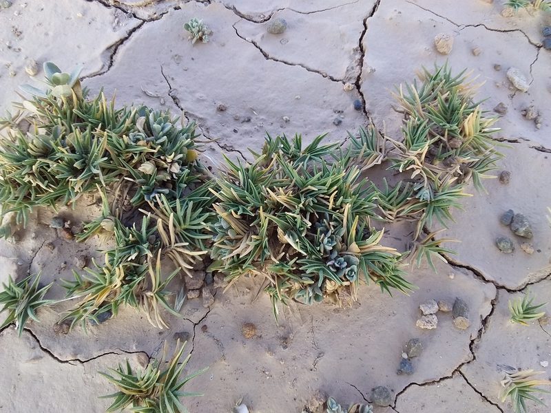 Distichlis humilis, photographed by Humber Alberto