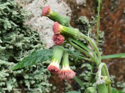 Crassocephalum crepidioides, photographed by Ong Jyh Seng