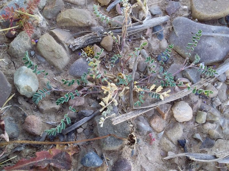 Astragalus micranthellus, photographed by Humber Alberto