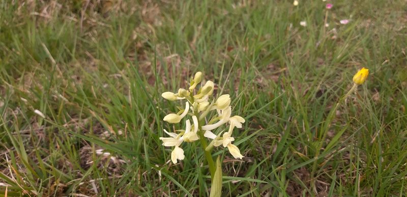 Orchis provincialis, photographed by Leonardo Ancillotto