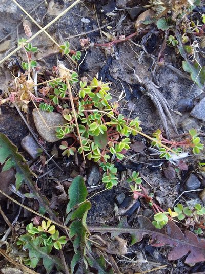 Oxalis bisfracta, photographed by Humber Alberto