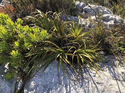 Tetraria thermalis, photographed by Caroline Voget