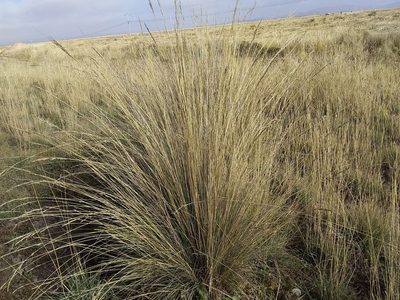 Festuca dolichophylla, photographed by Humber Alberto