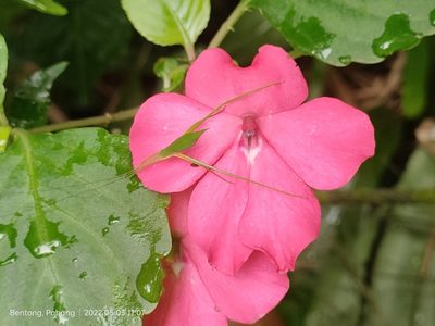 Impatiens walleriana, photographed by Ong Jyh Seng