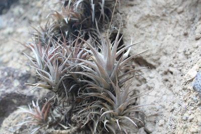 Tillandsia nana, photographed by Michael A. Alcorn