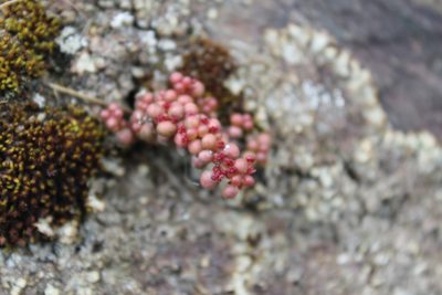 Pilea serpyllacea, photographed by Michael A. Alcorn