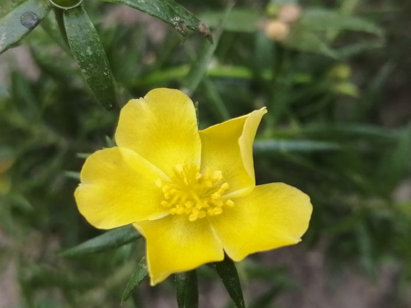 Portulaca grandiflora, photographed by Miguel Angel Ramírez Guillermo