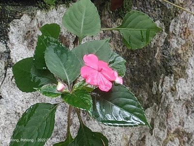 Impatiens walleriana, photographed by Ong Jyh Seng