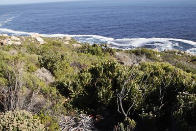 Protea neriifolia, photographed by Tony Rebelo