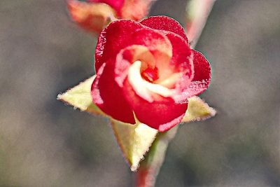 Hermannia flammula, photographed by Di Turner