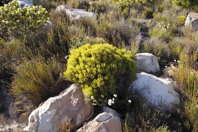 Serruria ascendens, photographed by Tony Rebelo