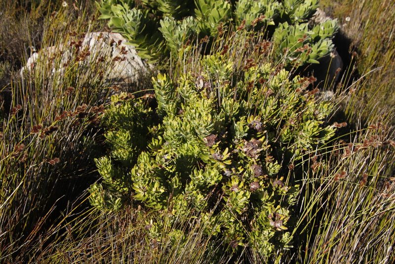 Leucospermum oleifolium, photographed by Tony Rebelo