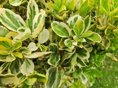 Euonymus japonicus, photographed by Susan Marley