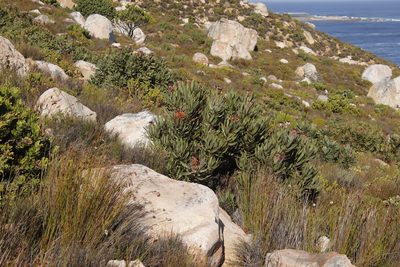 Protea neriifolia, photographed by Tony Rebelo