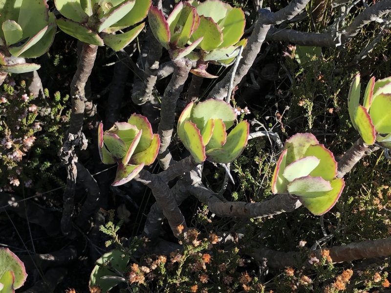Othonna dentata, photographed by Caroline Voget