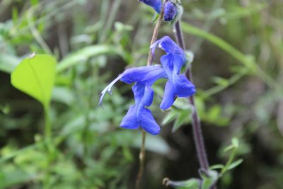 Salvia sagittata, photographed by Michael A. Alcorn