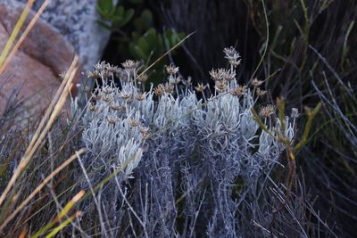 Syncarpha gnaphaloides, photographed by Tony Rebelo