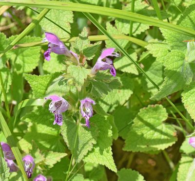 Lamium garganicum, photographed by Kostas Zontanos