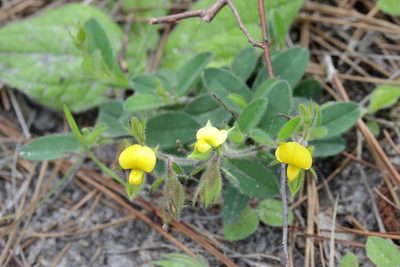 Crotalaria rotundifolia, photographed by Lauren McLaurin