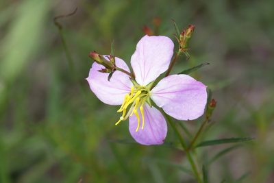 Rhexia mariana, photographed by Lauren McLaurin