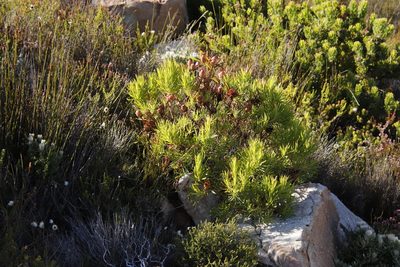Leucadendron xanthoconus, photographed by Tony Rebelo