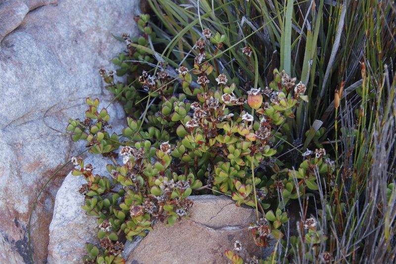 Erepsia inclaudens, photographed by Tony Rebelo