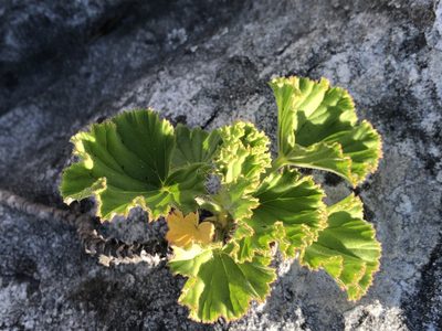 Pelargonium cucullatum, photographed by Caroline Voget