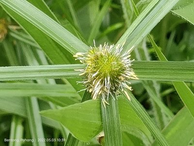 Cyperus aromaticus