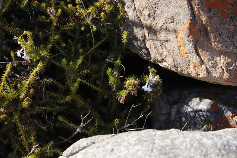 Stoebe aethiopica, photographed by Tony Rebelo