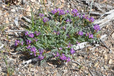 Astragalus iodanthus, photographed by Trevor Van Loon