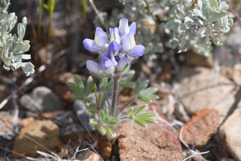 Lupinus malacophyllus, photographed by Trevor Van Loon