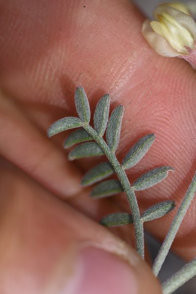 Astragalus obscurus, photographed by Trevor Van Loon