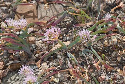 Allium anceps, photographed by Trevor Van Loon