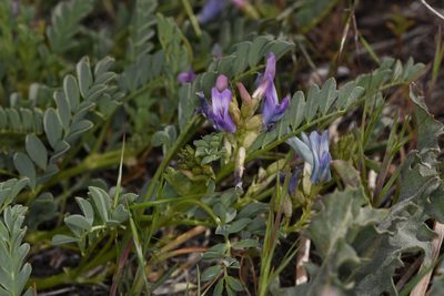 Astragalus iodanthus, photographed by Trevor Van Loon