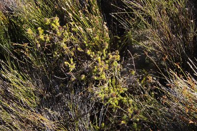 Stoebe aethiopica, photographed by Tony Rebelo