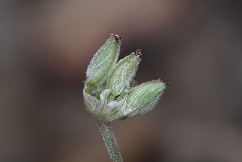 Lomatium nevadense, photographed by Trevor Van Loon