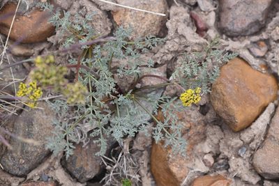 Lomatium austiniae, photographed by Trevor Van Loon