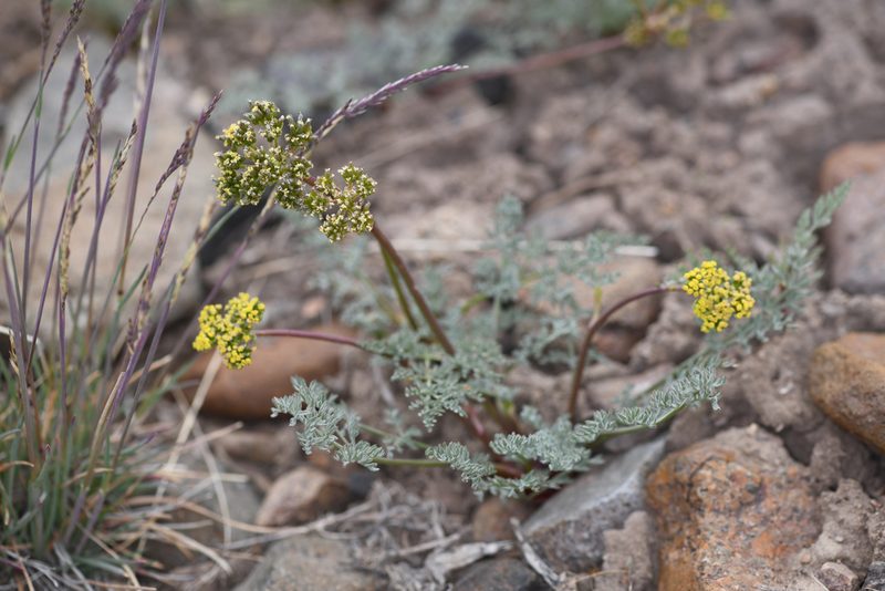 Lomatium austiniae, photographed by Trevor Van Loon